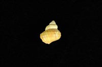 藏品(高腰蠑螺)的圖片